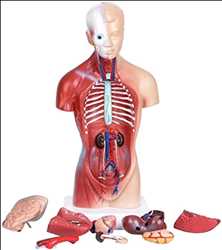 Modell der menschlichen Anatomie