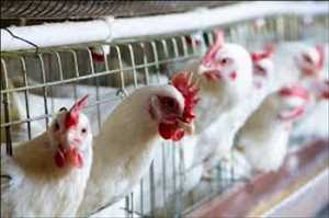 Global-Poultry-Insurance-Market