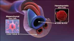 Nabelschnurblut-Stammzelle